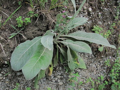 Verbascum gnaphalodes