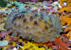 Asteronotus cespitosus