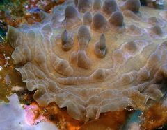 Asteronotus cespitosus