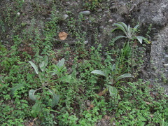 Verbascum gnaphalodes