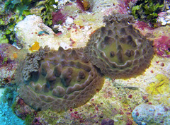 Asteronotus cespitosus