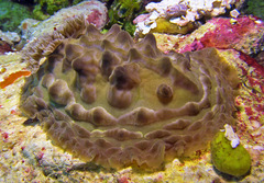 Asteronotus cespitosus