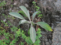 Verbascum gnaphalodes