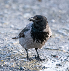 Corvus cornix