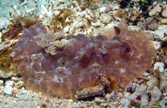 Asteronotus cespitosus