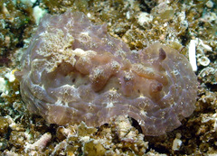 Asteronotus cespitosus