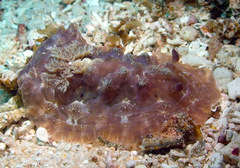 Asteronotus cespitosus