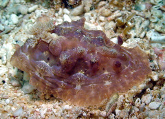 Asteronotus cespitosus