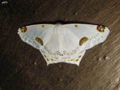 Sericoptera