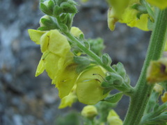 Verbascum pyramidatum