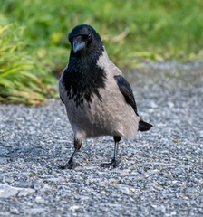 Corvus cornix