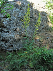 Verbascum pyramidatum