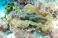 Asteronotus cespitosus