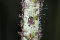 Uroleucon obscurum