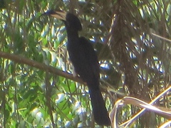 Lophoceros fasciatus