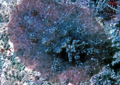 Asteronotus cespitosus