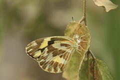 Pinacopteryx