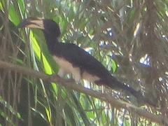 Lophoceros fasciatus