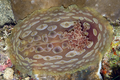 Asteronotus cespitosus