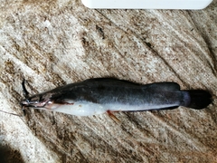 Heterobranchus isopterus