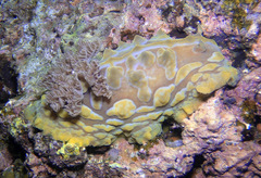 Asteronotus cespitosus