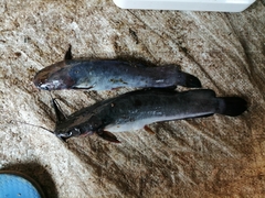 Heterobranchus isopterus