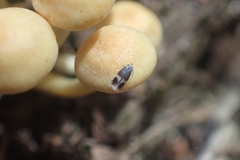 Stigmella naturnella