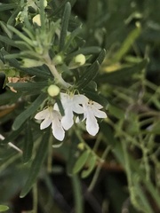 Teucrium africanum