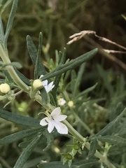 Teucrium africanum