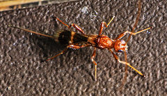 Spathius elegans