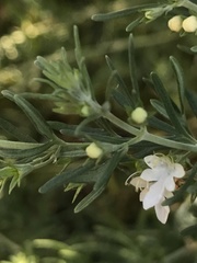 Teucrium africanum