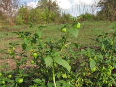 Physalis ixocarpa
