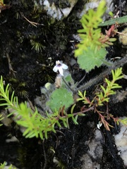 Lobelia ardisiandroides