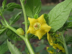 Physalis ixocarpa