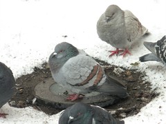 Columba livia domestica
