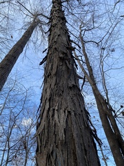 Carya carolinae-septentrionalis