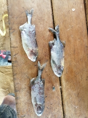 Mormyrid photo 3