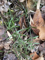 Galium uniflorum