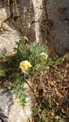 Helichrysum orientale