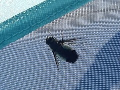 Exechohypopion leucomallum