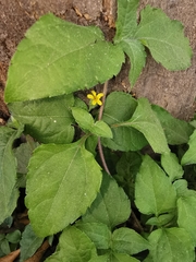 Calyptocarpus vialis