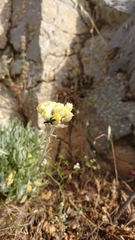 Helichrysum orientale