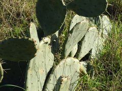 Opuntia anahuacensis