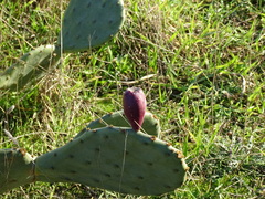 Opuntia anahuacensis