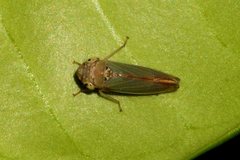 Bucephalogonia xanthophis