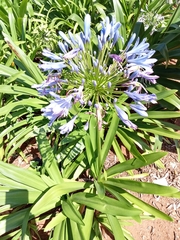 Agapanthus