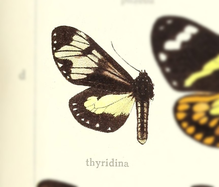 Dysschema thyridina