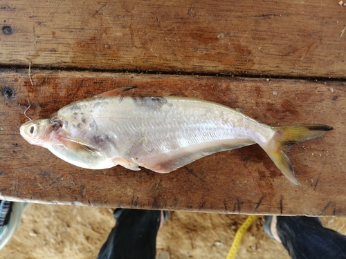 Lower Guinea butter catfish (Schilbe mandibularis) — Schilbeidae — 5