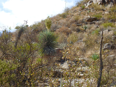 Yucca rigida