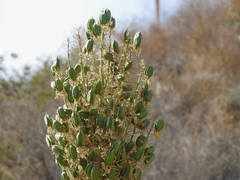 Yucca rigida